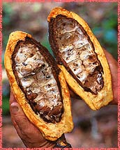 cocoa_pod.jpg